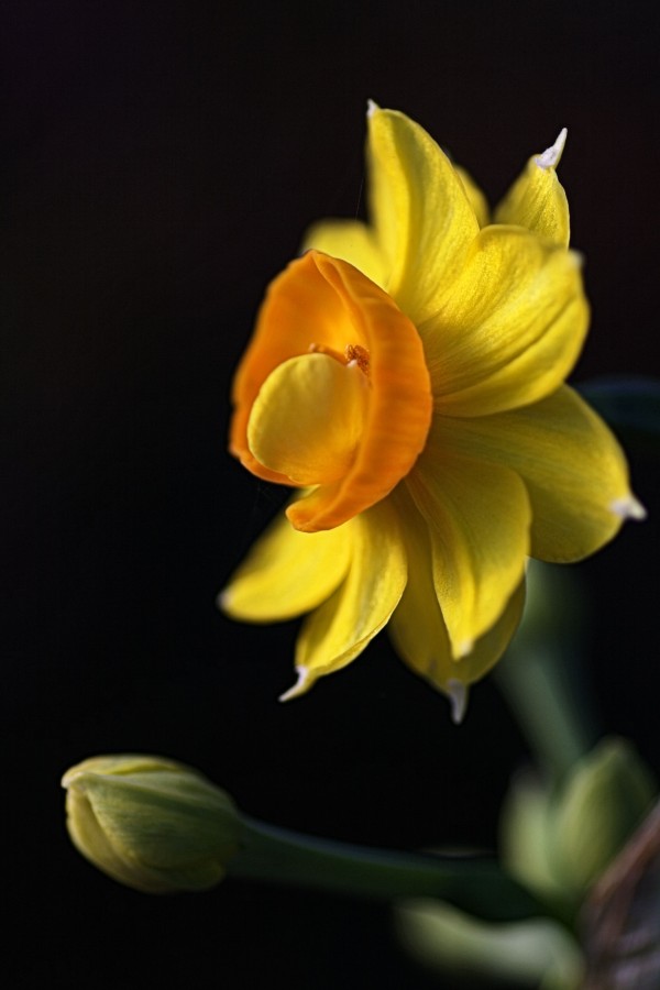 Daffodil Delight by Joy Watson
